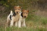 FOX TERRIER 508